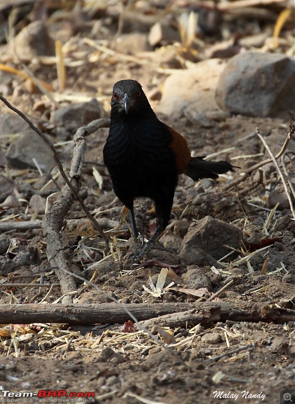 THE COLD STARE - I always heard about it, read about it. Now I know it - up close-greater-coucal-2.jpg