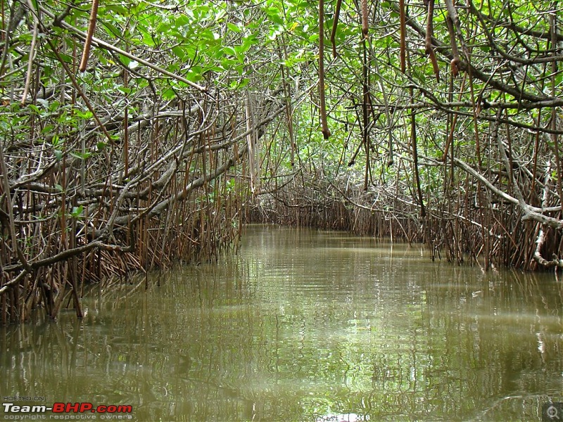 Pondicherry and Pichavaram Forest trip-Sep 10, 2010-dsc04436.jpg