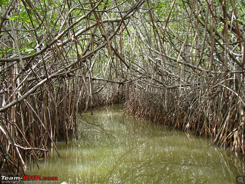 Pondicherry and Pichavaram Forest trip-Sep 10, 2010-dsc04451.jpg