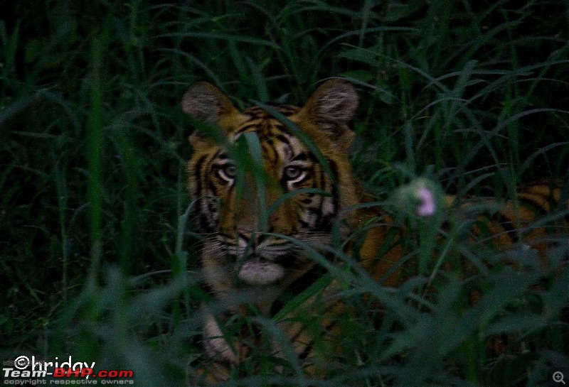Nobody can assure you a Tiger, and thats the fun of it - Team BHP meet at Tadoba !-cold-stare-copy.jpg