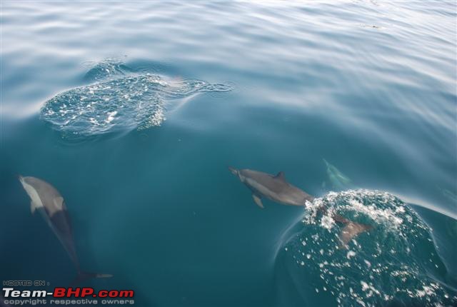 Swim(sail)ing with the Dolphins.-dsc_0296.jpg