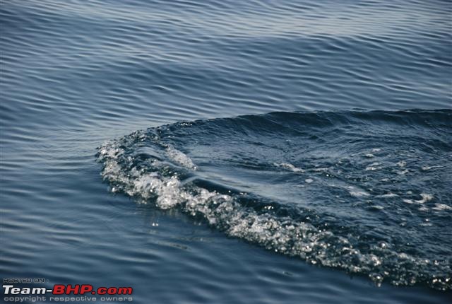 Swim(sail)ing with the Dolphins.-dsc_0354.jpg