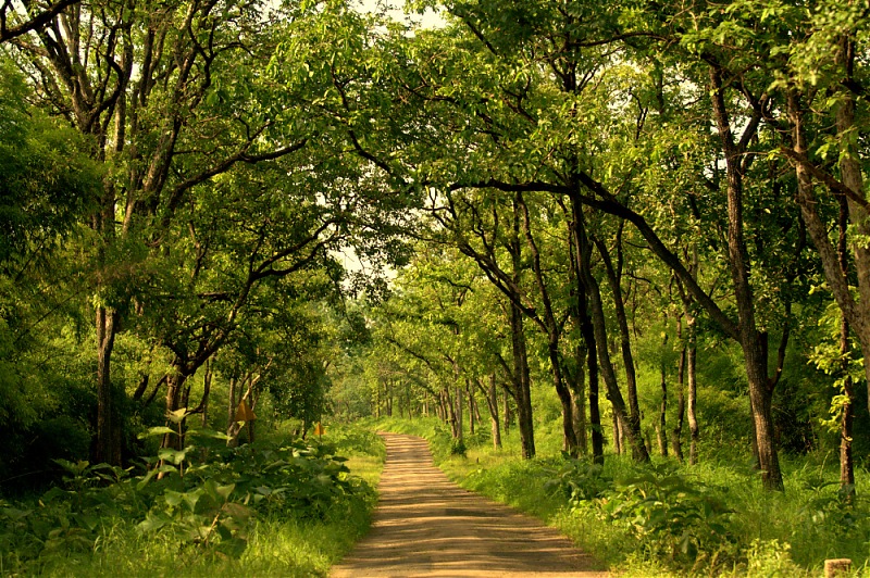 Nobody can assure you a Tiger, and thats the fun of it - Team BHP meet at Tadoba !-green-canopy.jpg
