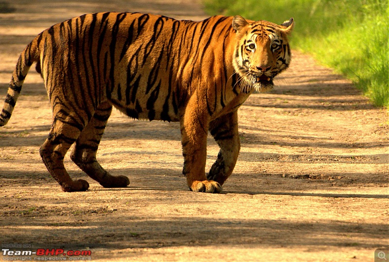 Nobody can assure you a Tiger, and thats the fun of it - Team BHP meet at Tadoba !-agressive1.jpg