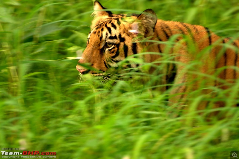 Nobody can assure you a Tiger, and thats the fun of it - Team BHP meet at Tadoba !-cold-stare-2.jpg