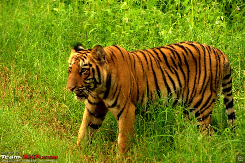 Nobody can assure you a Tiger, and thats the fun of it - Team BHP meet at Tadoba !-male-cub-1.jpg