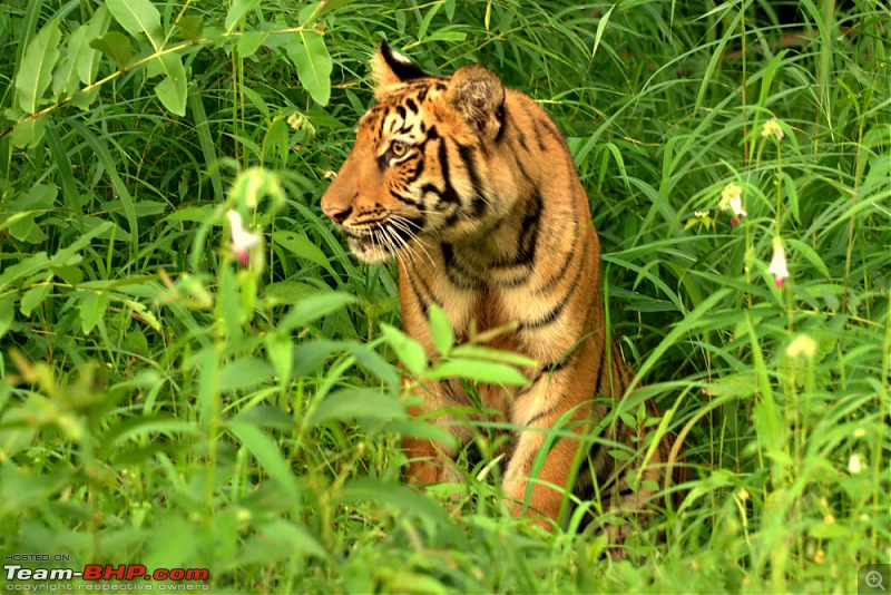 Nobody can assure you a Tiger, and thats the fun of it - Team BHP meet at Tadoba !-male-cub-2.jpg