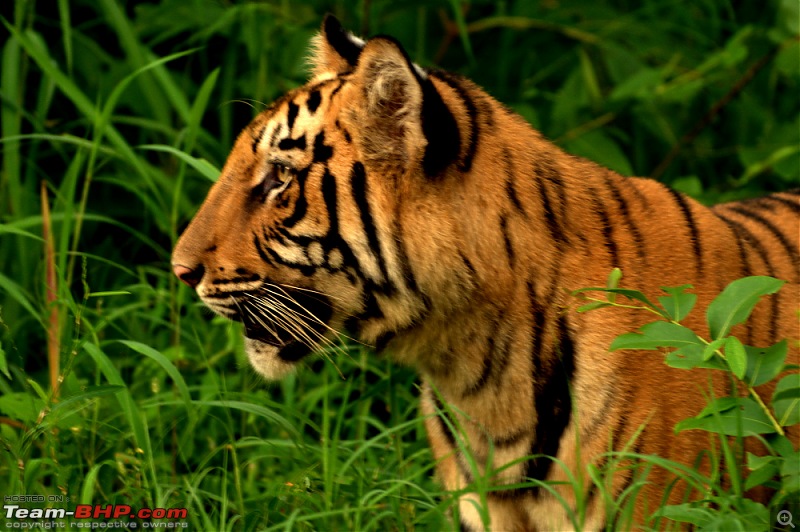 Nobody can assure you a Tiger, and thats the fun of it - Team BHP meet at Tadoba !-male-cub2-profile.jpg