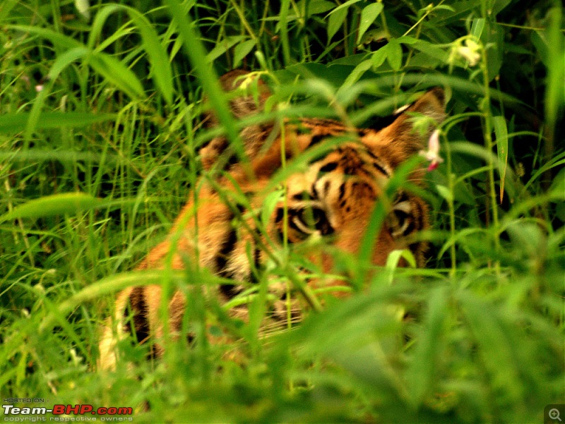 Nobody can assure you a Tiger, and thats the fun of it - Team BHP meet at Tadoba !-male-cubprofile-3.jpg