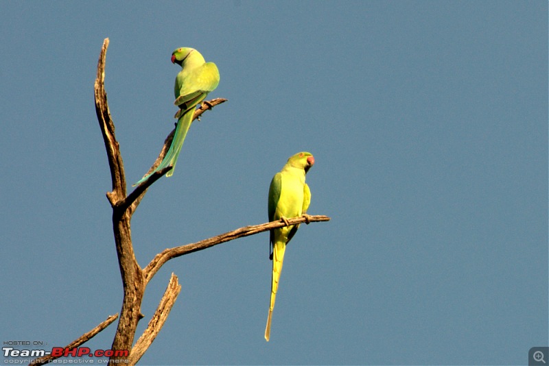 Nobody can assure you a Tiger, and thats the fun of it - Team BHP meet at Tadoba !-parakeets.jpg