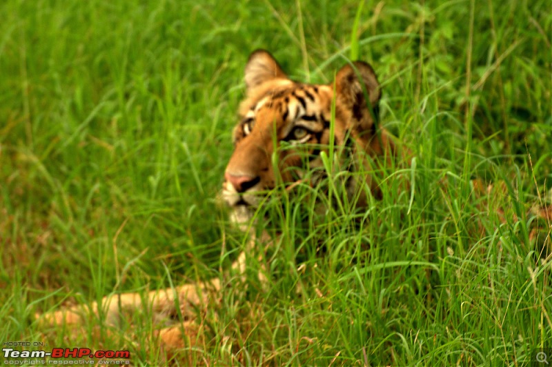 Nobody can assure you a Tiger, and thats the fun of it - Team BHP meet at Tadoba !-thinker.jpg