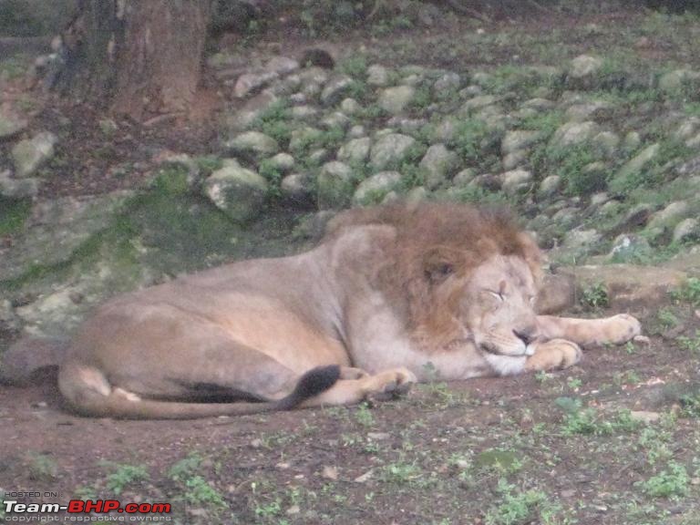 Tipu looted Kerala, Malabar annexes Mysore-lion2.jpg