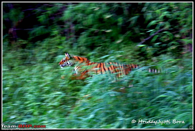 Nobody can assure you a Tiger, and thats the fun of it - Team BHP meet at Tadoba !-flying-through-air-copy.jpg