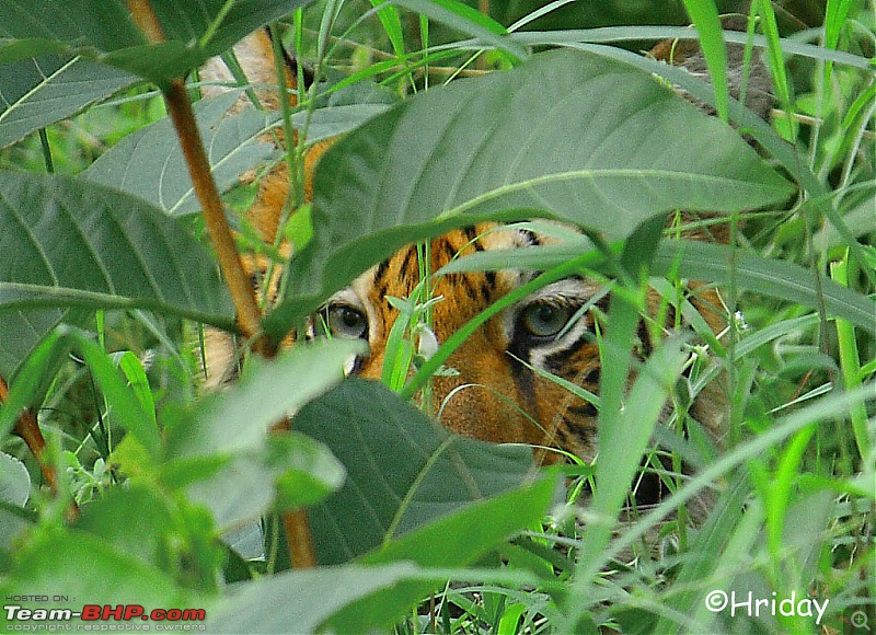 Nobody can assure you a Tiger, and thats the fun of it - Team BHP meet at Tadoba !-eye-tiger-copy.jpg