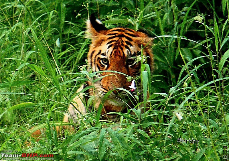 Nobody can assure you a Tiger, and thats the fun of it - Team BHP meet at Tadoba !-stare-original.jpg