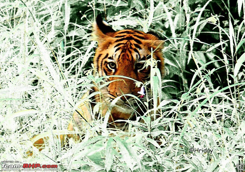 Nobody can assure you a Tiger, and thats the fun of it - Team BHP meet at Tadoba !-glow-up.jpg