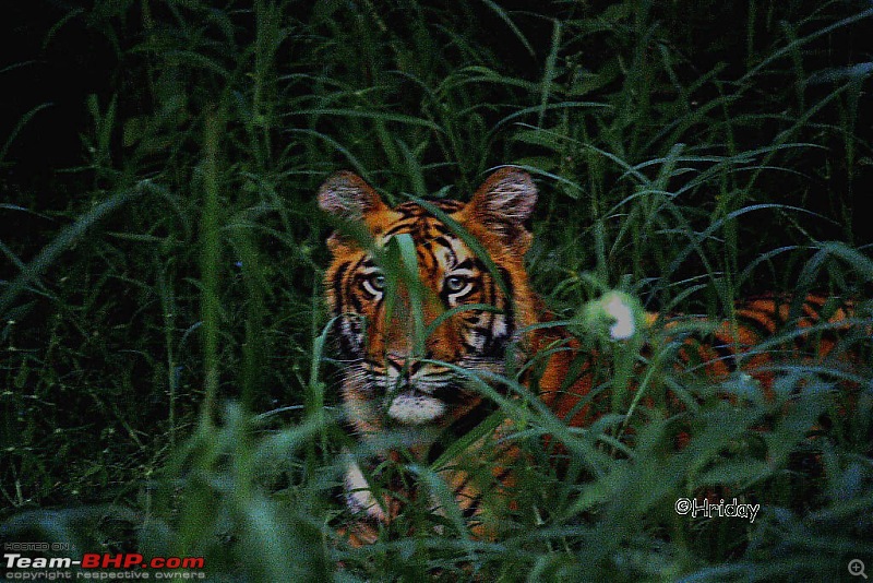 Nobody can assure you a Tiger, and thats the fun of it - Team BHP meet at Tadoba !-his-majesty.jpg