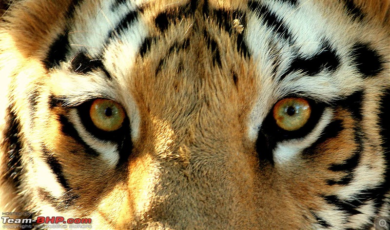 Nobody can assure you a Tiger, and thats the fun of it - Team BHP meet at Tadoba !-eye-tiger.jpg