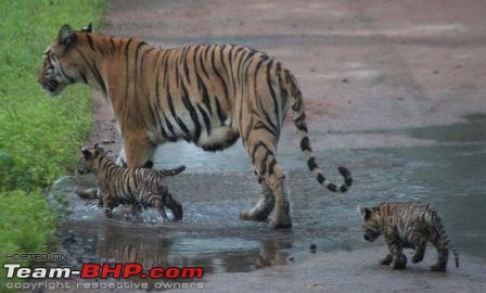 Nobody can assure you a Tiger, and thats the fun of it - Team BHP meet at Tadoba !-tigress.jpg