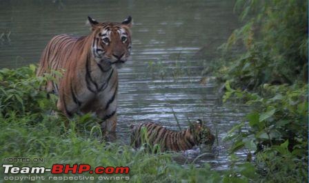 Nobody can assure you a Tiger, and thats the fun of it - Team BHP meet at Tadoba !-tigress2.jpg