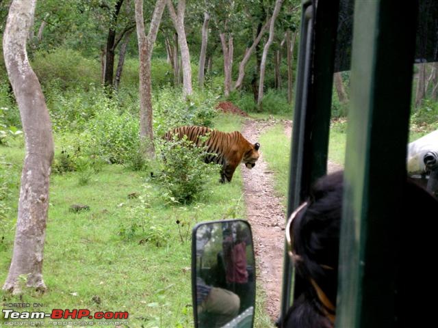 All in a Days Drive.. Bandipur..-bandipur26sep2010-037-small.jpg