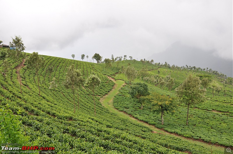 Sailor turns landlubber and starts to explore Incredible India-tea-estate-5.jpg