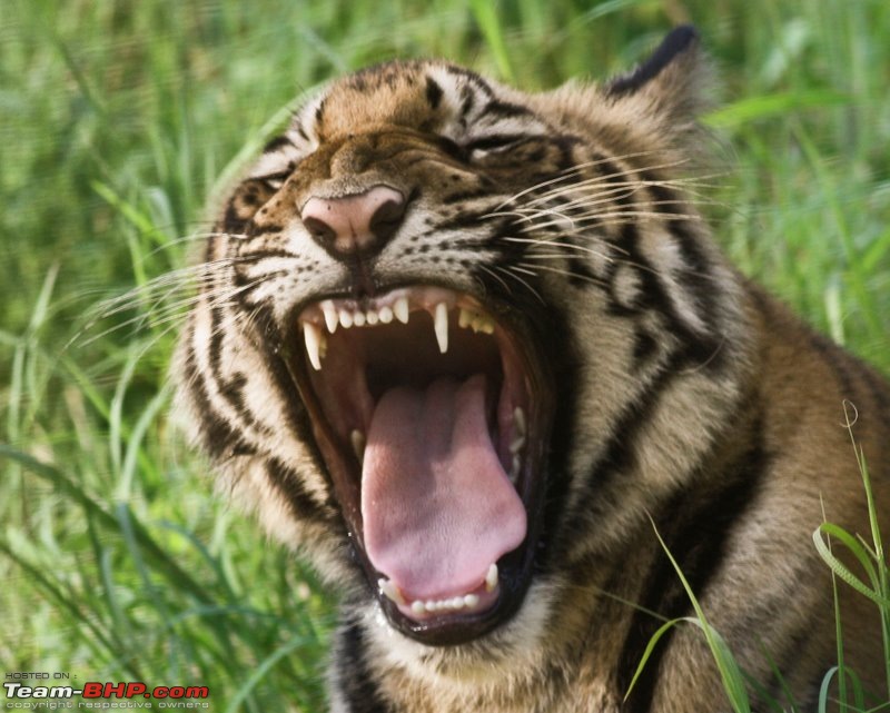 Nobody can assure you a Tiger, and thats the fun of it - Team BHP meet at Tadoba !-count-teeth.jpg