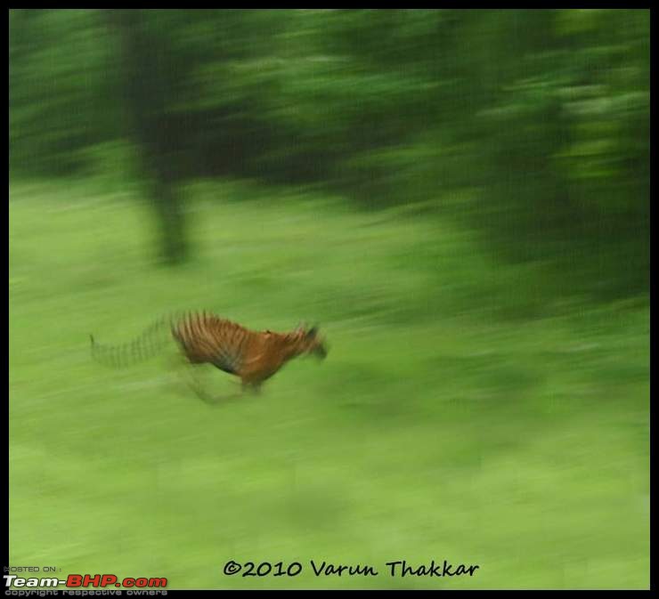 Nobody can assure you a Tiger, and thats the fun of it - Team BHP meet at Tadoba !-7.jpg