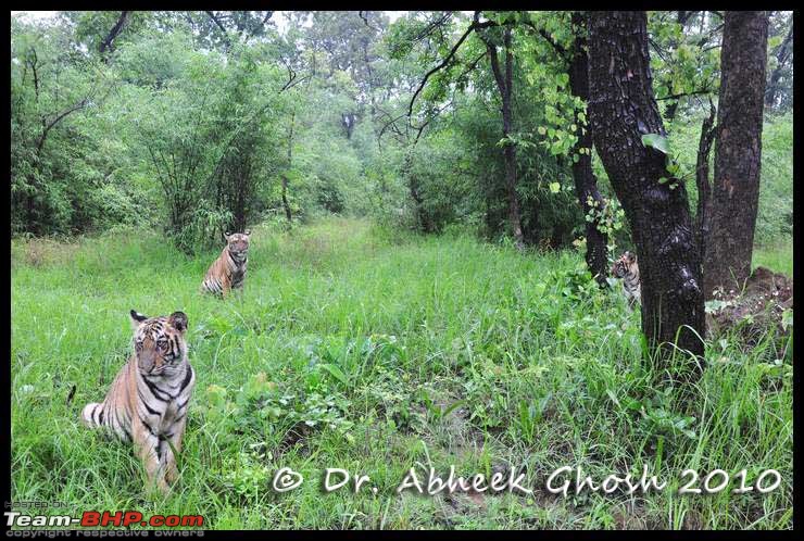 Nobody can assure you a Tiger, and thats the fun of it - Team BHP meet at Tadoba !-3-copy.jpg