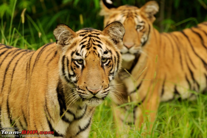 Nobody can assure you a Tiger, and thats the fun of it - Team BHP meet at Tadoba !-40235_148990491785523_100000237180124_374664_7106326_n.jpg