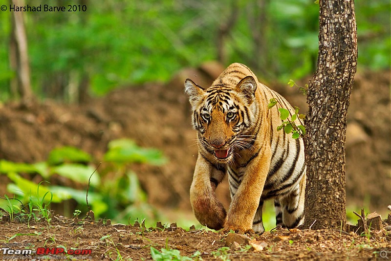 Nobody can assure you a Tiger, and thats the fun of it - Team BHP meet at Tadoba !-14977504564c4517d50b1a5.jpg