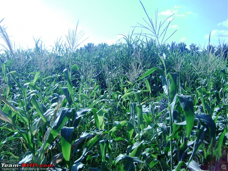 Flower Power : Celebrating nature, the mini KAASmiri way-13-corn-field-iii.jpg