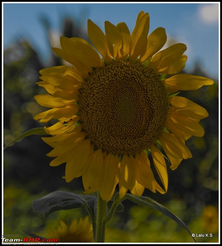 Flower Power : Celebrating nature, the mini KAASmiri way-dsc_8509raw.jpg