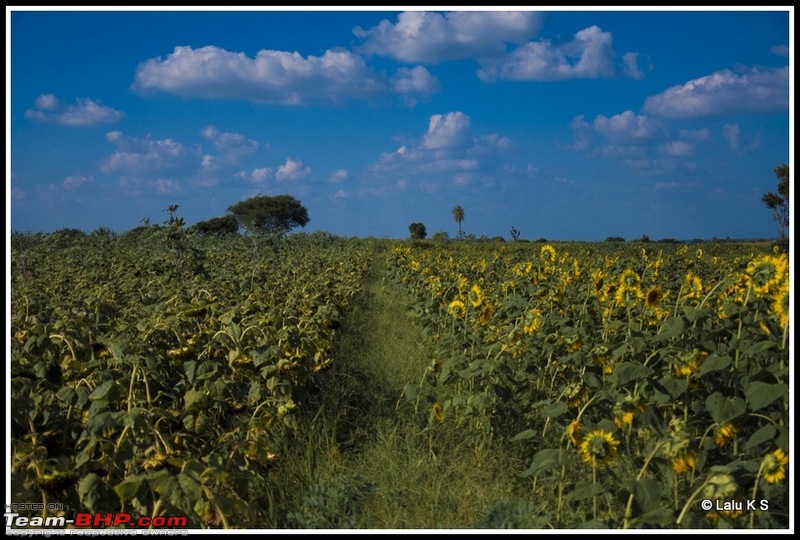 Flower Power : Celebrating nature, the mini KAASmiri way-dsc_8530raw.jpg