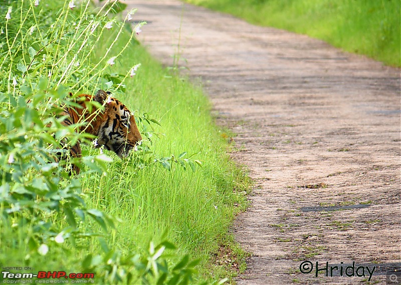 Nobody can assure you a Tiger, and thats the fun of it - Team BHP meet at Tadoba !-_mg_4770.jpg
