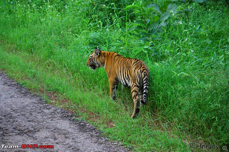 Nobody can assure you a Tiger, and thats the fun of it - Team BHP meet at Tadoba !-_mg_5004.jpg