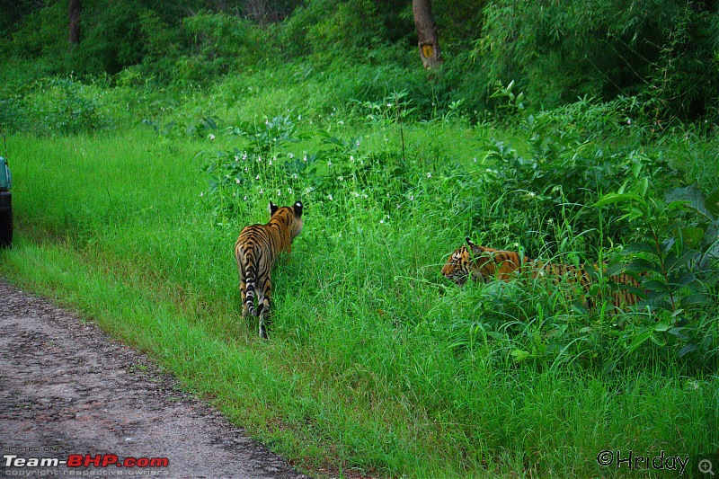 Nobody can assure you a Tiger, and thats the fun of it - Team BHP meet at Tadoba !-_mg_5006.jpg