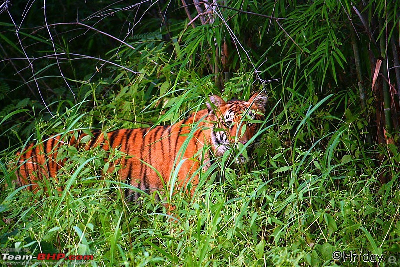 Nobody can assure you a Tiger, and thats the fun of it - Team BHP meet at Tadoba !-_mg_4959.jpg