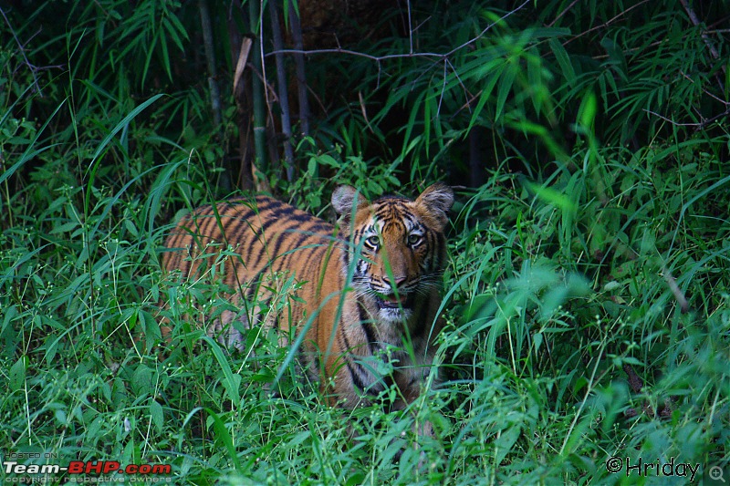 Nobody can assure you a Tiger, and thats the fun of it - Team BHP meet at Tadoba !-_mg_4962.jpg