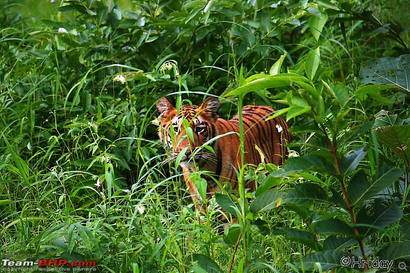 Nobody can assure you a Tiger, and thats the fun of it - Team BHP meet at Tadoba !-_mg_4986.jpg
