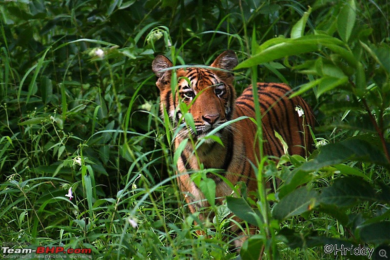 Nobody can assure you a Tiger, and thats the fun of it - Team BHP meet at Tadoba !-_mg_4988.jpg