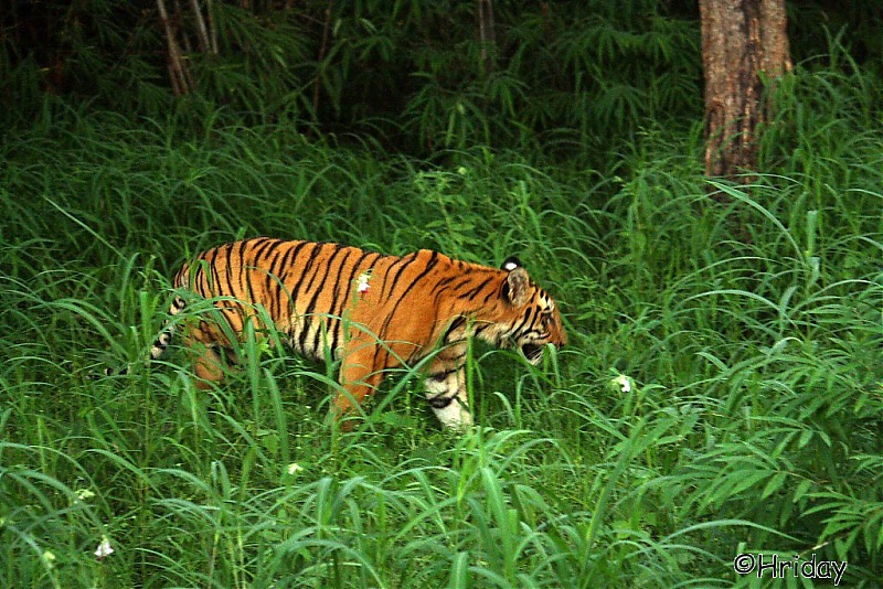 Nobody can assure you a Tiger, and thats the fun of it - Team BHP meet at Tadoba !-_mg_5015.jpg