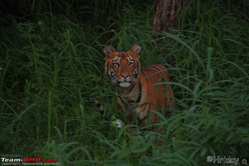 Nobody can assure you a Tiger, and thats the fun of it - Team BHP meet at Tadoba !-_mg_5016.jpg