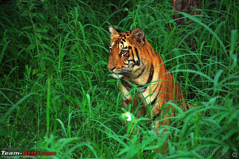 Nobody can assure you a Tiger, and thats the fun of it - Team BHP meet at Tadoba !-_mg_5018.jpg