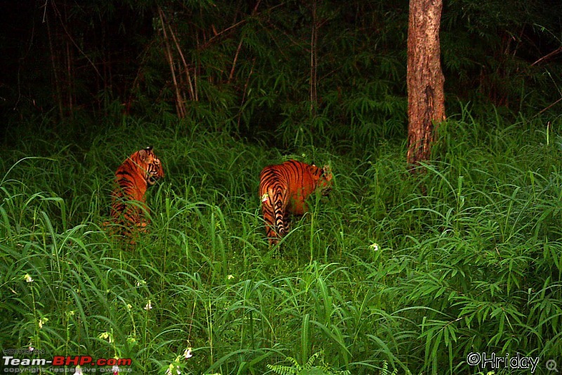 Nobody can assure you a Tiger, and thats the fun of it - Team BHP meet at Tadoba !-_mg_5025.jpg