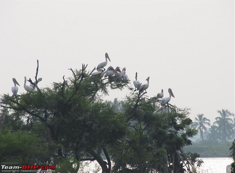 Kolleru lake bird sanctuary - The super sultry avian paradise-23.jpg