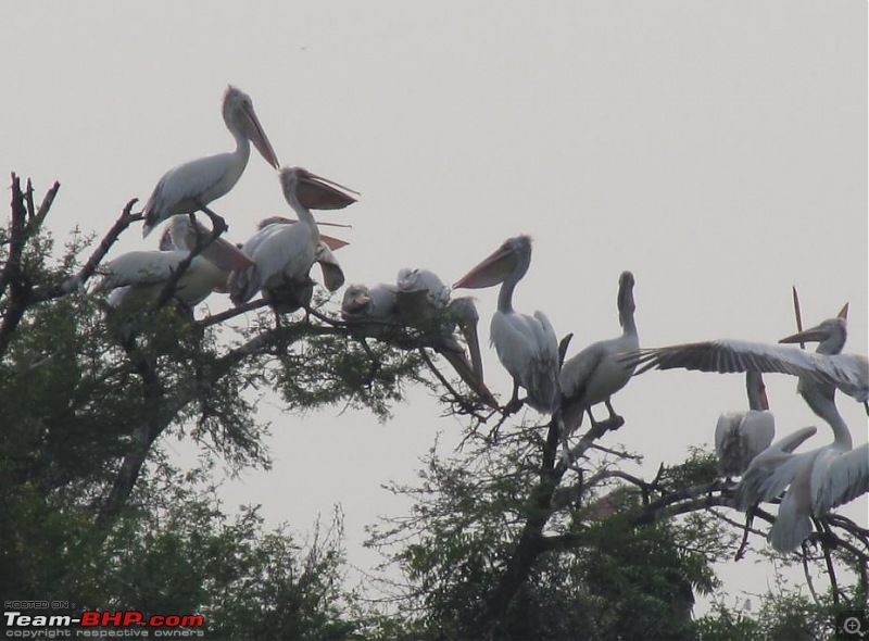 Kolleru lake bird sanctuary - The super sultry avian paradise-24.jpg