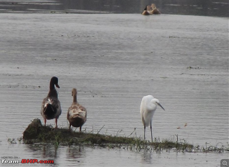 Kolleru lake bird sanctuary - The super sultry avian paradise-38.jpg