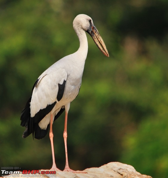 Ranganathittu Bird Sanctuary and Kabini : Photologue-img_8133.jpg