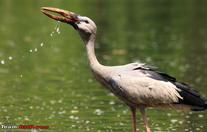 Ranganathittu Bird Sanctuary and Kabini : Photologue-img_8305.jpg